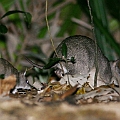 Long-nosed Bandicoot with a baby<br />Canon EOS 6D + EF400 F5.6L + SPEEDLITE 580EXII + Better Beamer